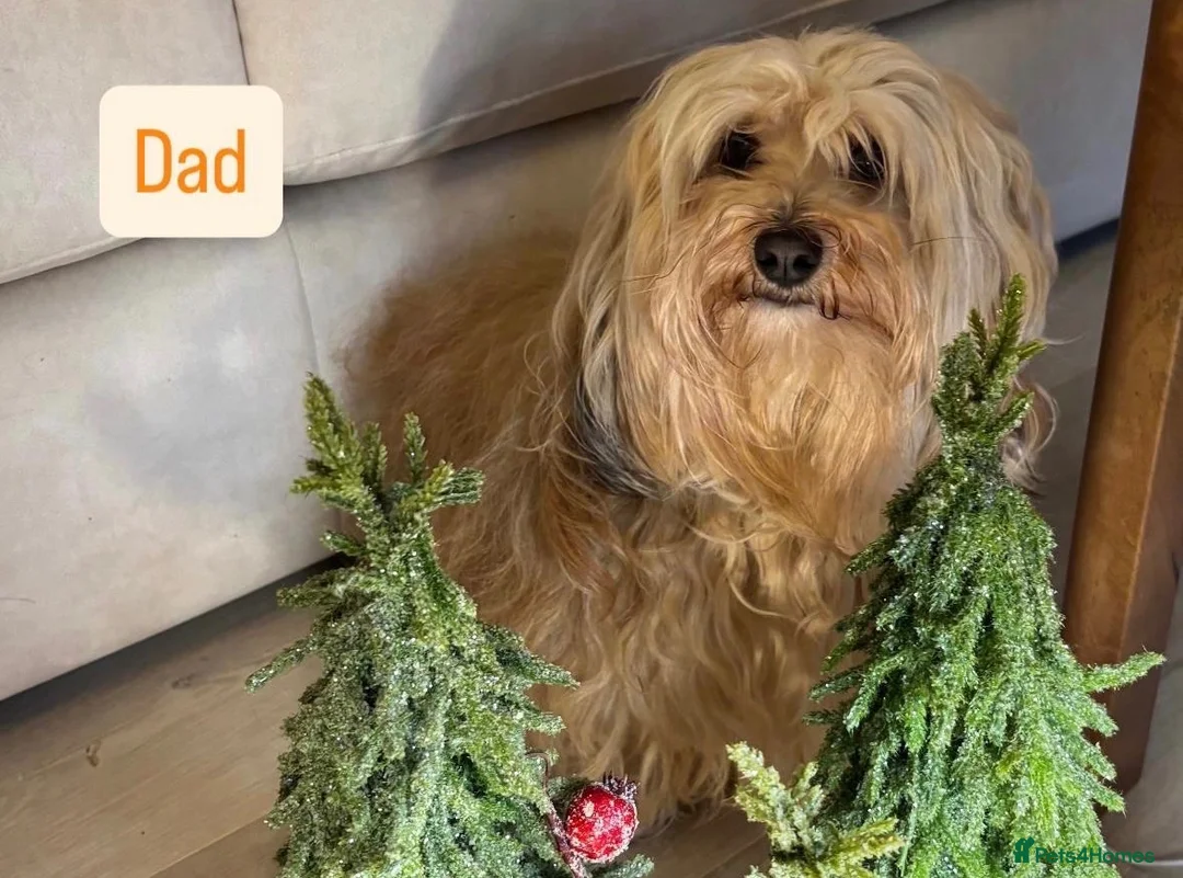 Havanese dogs for sale: 5 Pedigree Havanese Puppies in Doncaster - Advert 27