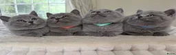 British Shorthair cats for sale: Chunky teddy bear GCCF British shorthair  - Advert 21