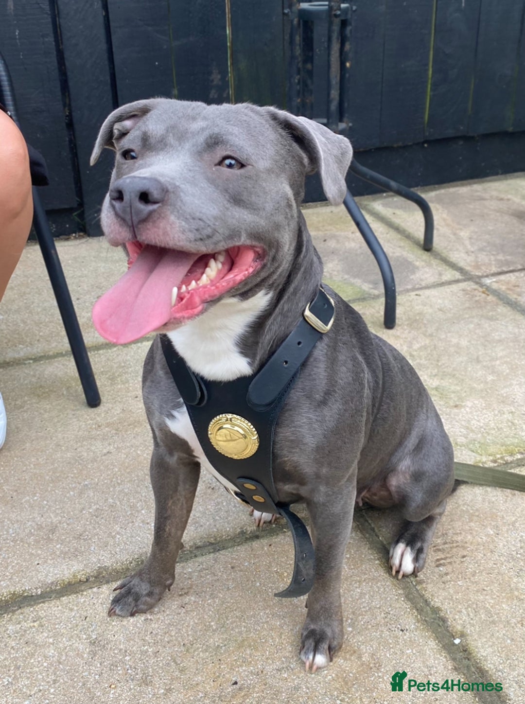 Staffordshire Bull Terrier dogs for stud: Quality STUD carries blue, red and tri gene  - Advert 15