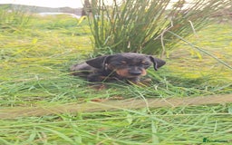 Miniature Dachshund dogs for sale: 2 gorgeous boys looking for their forever home - Image 11