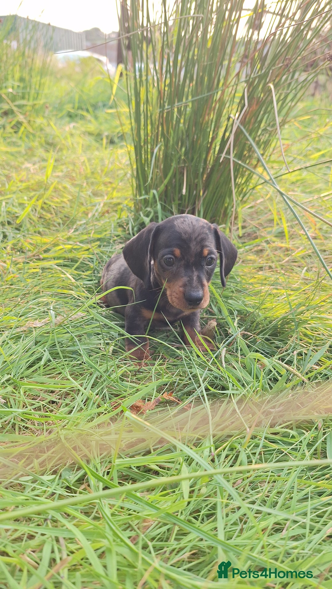 Miniature Dachshund dogs for sale: 2 gorgeous boys looking for their forever home - Image 11