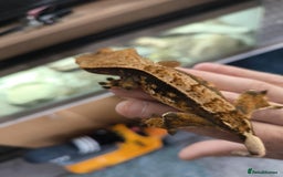Gecko reptiles for sale: Vivarium with 3 crested geckos - Image 7
