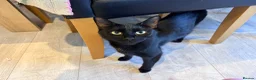 Mixed Breed cats for sale: Beautiful Black & White Female Kitten - Advert 6