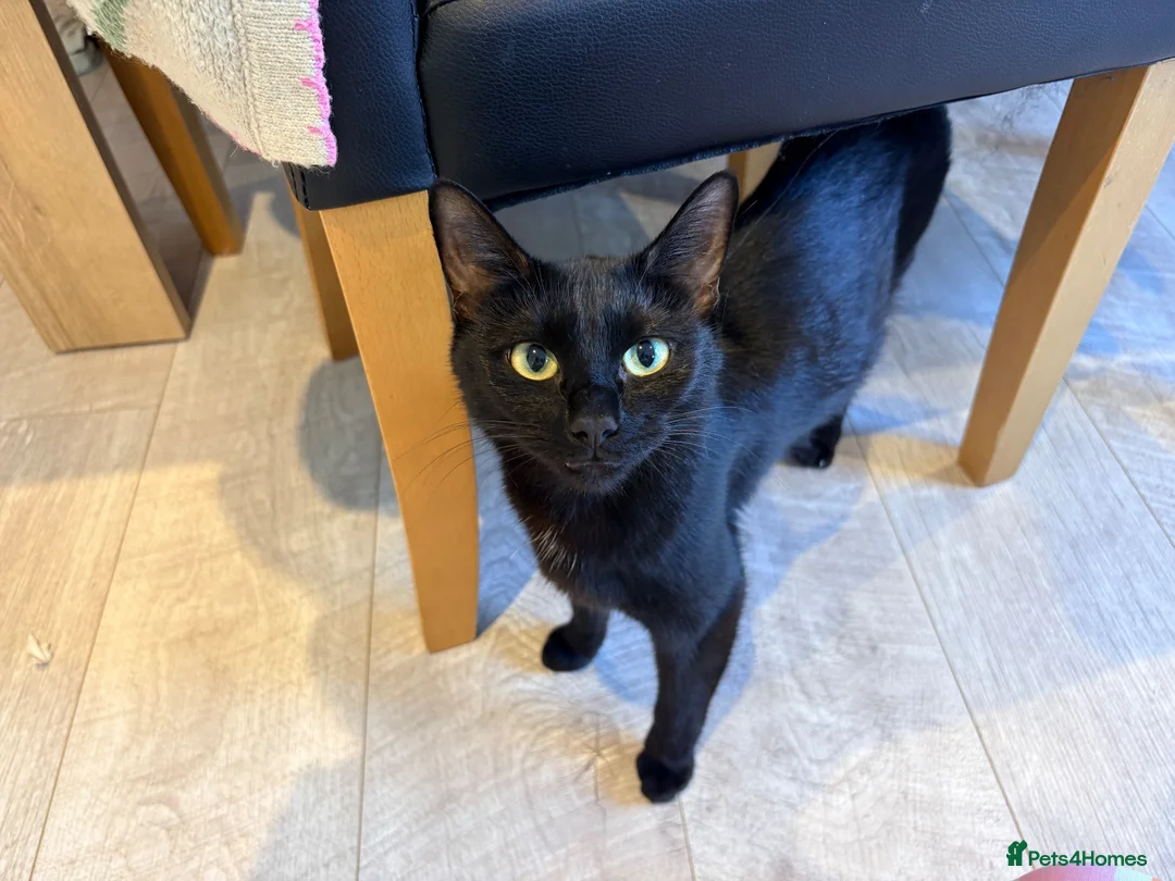 Mixed Breed cats for sale: Beautiful Black & White Female Kitten - Advert 6