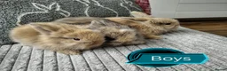 Lionhead rabbits for sale: Pure Breed Double Mained Lionhead - Advert 2