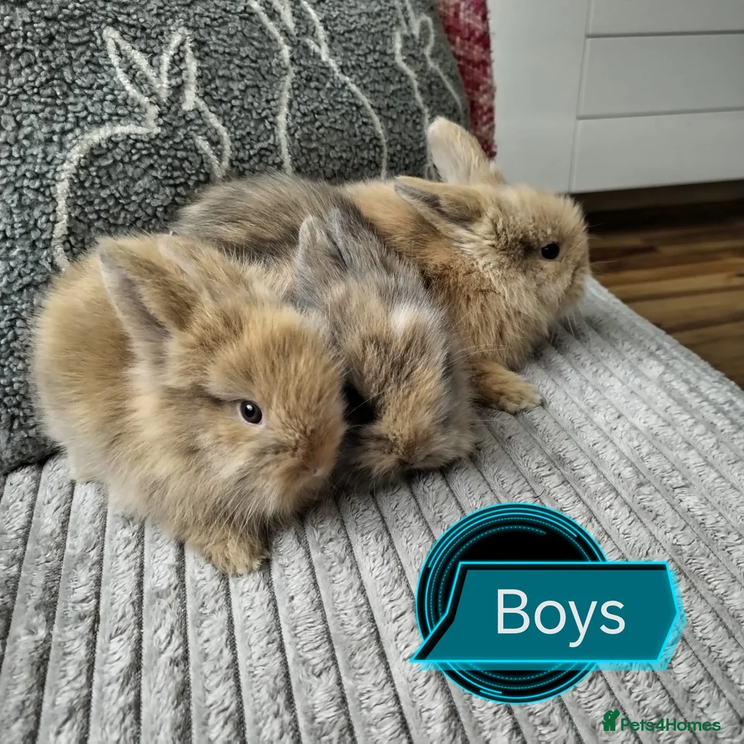 Lionhead rabbits for sale: Pure Breed Double Mained Lionhead - Advert 2