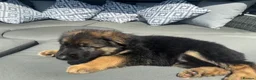 German Shepherd dogs for sale: 🐾 Beautiful kc German shepherd puppies🐾 - Advert 2