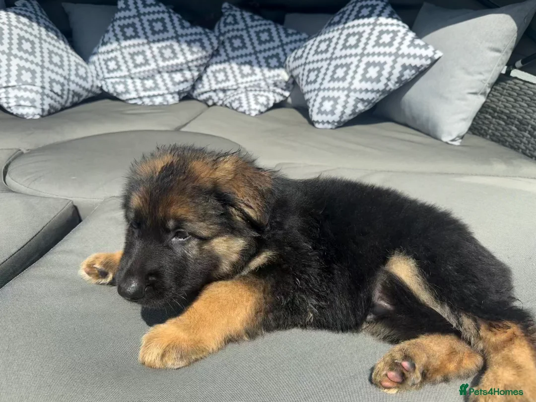 German Shepherd dogs for sale: 🐾 Beautiful kc German shepherd puppies🐾 - Advert 2