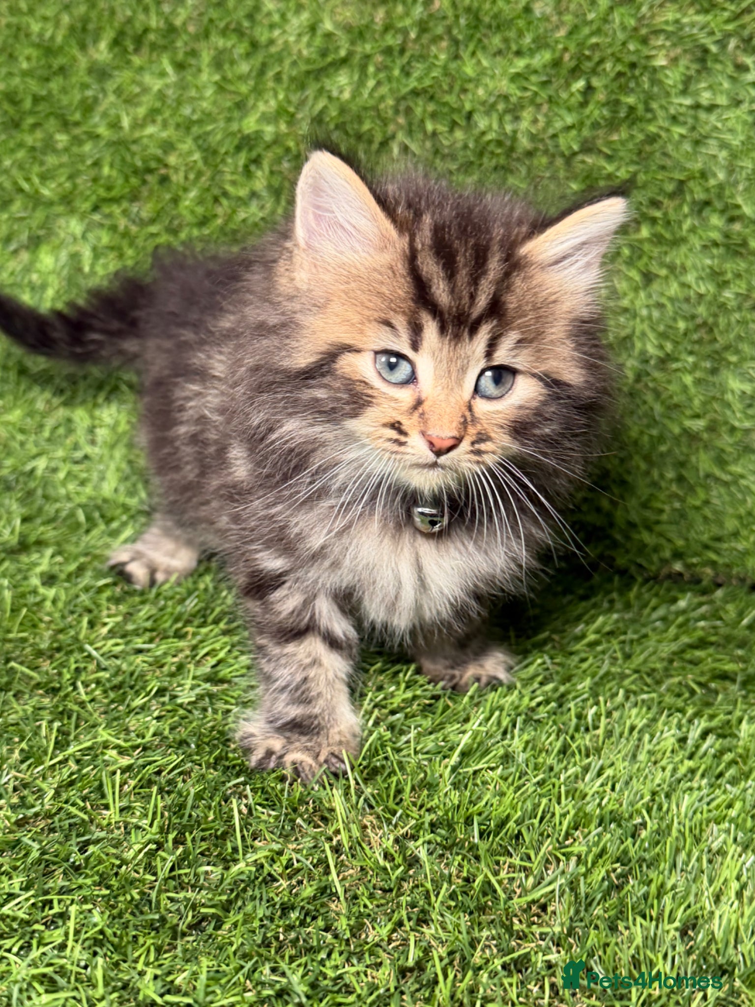 LaPerm cats 😍LaPerm puffs ready to Reserve😍 - Advert 7