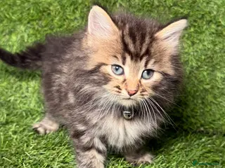 LaPerm cats 😍LaPerm puffs ready to Reserve😍 - Advert 7