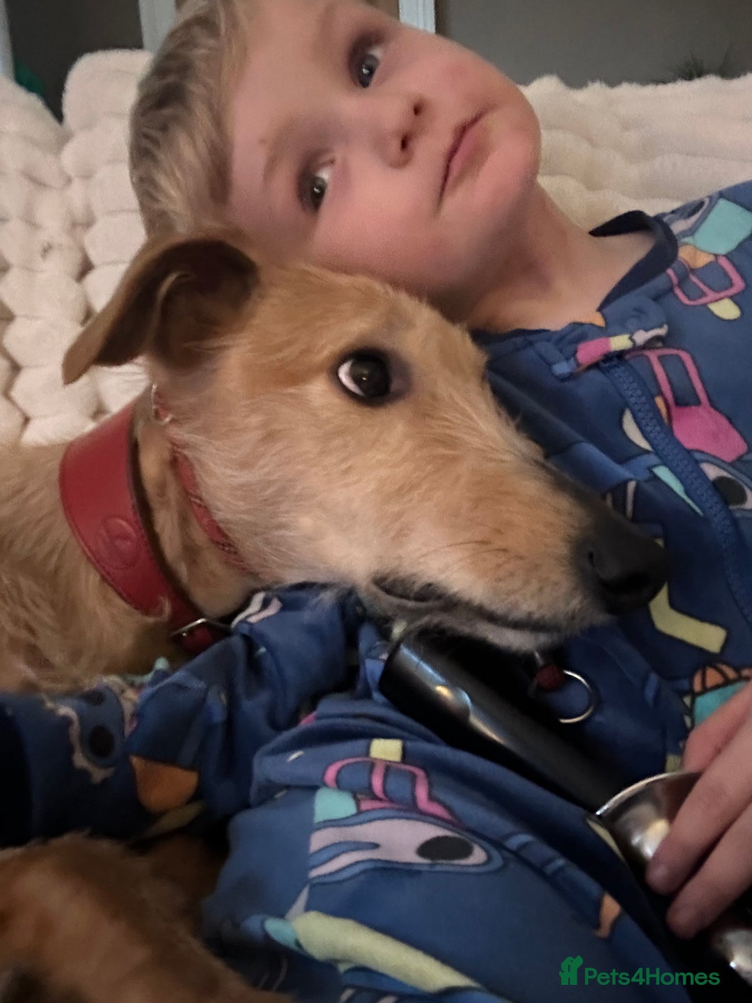 Mixed Breed dogs for sale: Rudy, 3 year old Saluki Greyhound - FREE  - Image 5