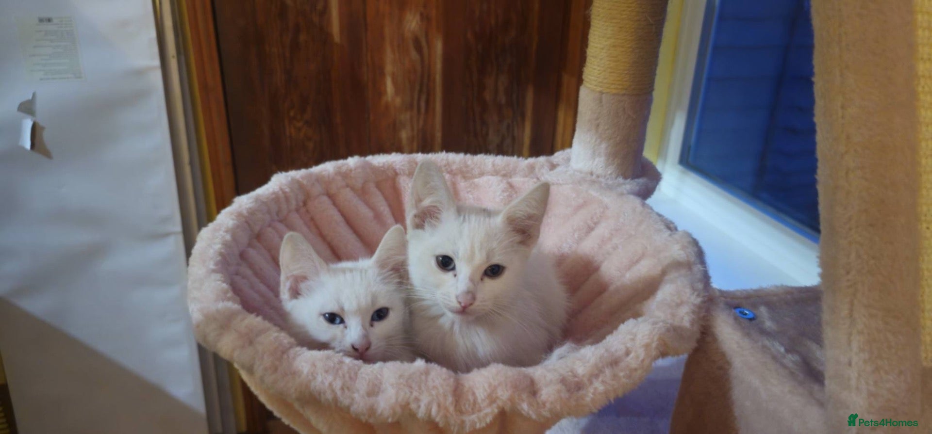 Mixed Breed cats Two white kittens  - Advert 2