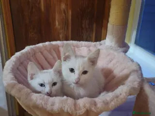 Mixed Breed cats Two white kittens - Advert 1