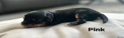 Maltipoo dogs for sale: F1b Maltipoo pups - Advert 5