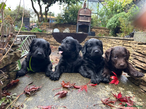 Flat coated Retriever dogs - Advert 1