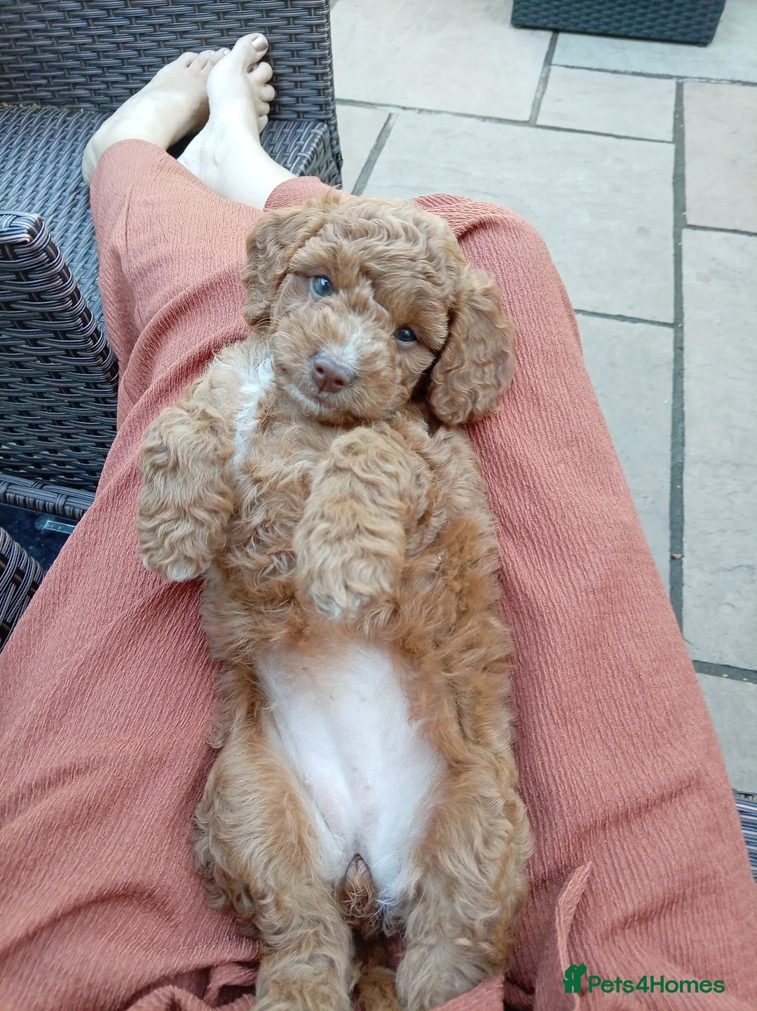 Cockapoo dogs for sale: Naturally reared f1b cockapoo puppies in Coleford - Advert 14