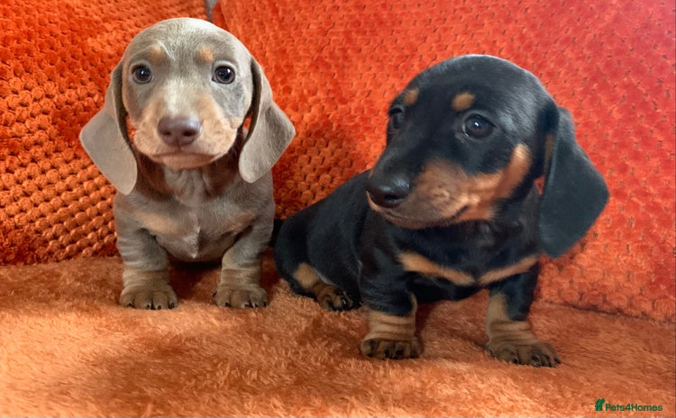 Miniature Dachshund dogs - Advert 7