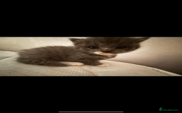 British Shorthair cats for sale: Adorable, male kitten, playful, loves cuddling - Image 1