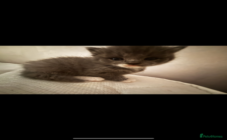 British Shorthair cats - Advert 1