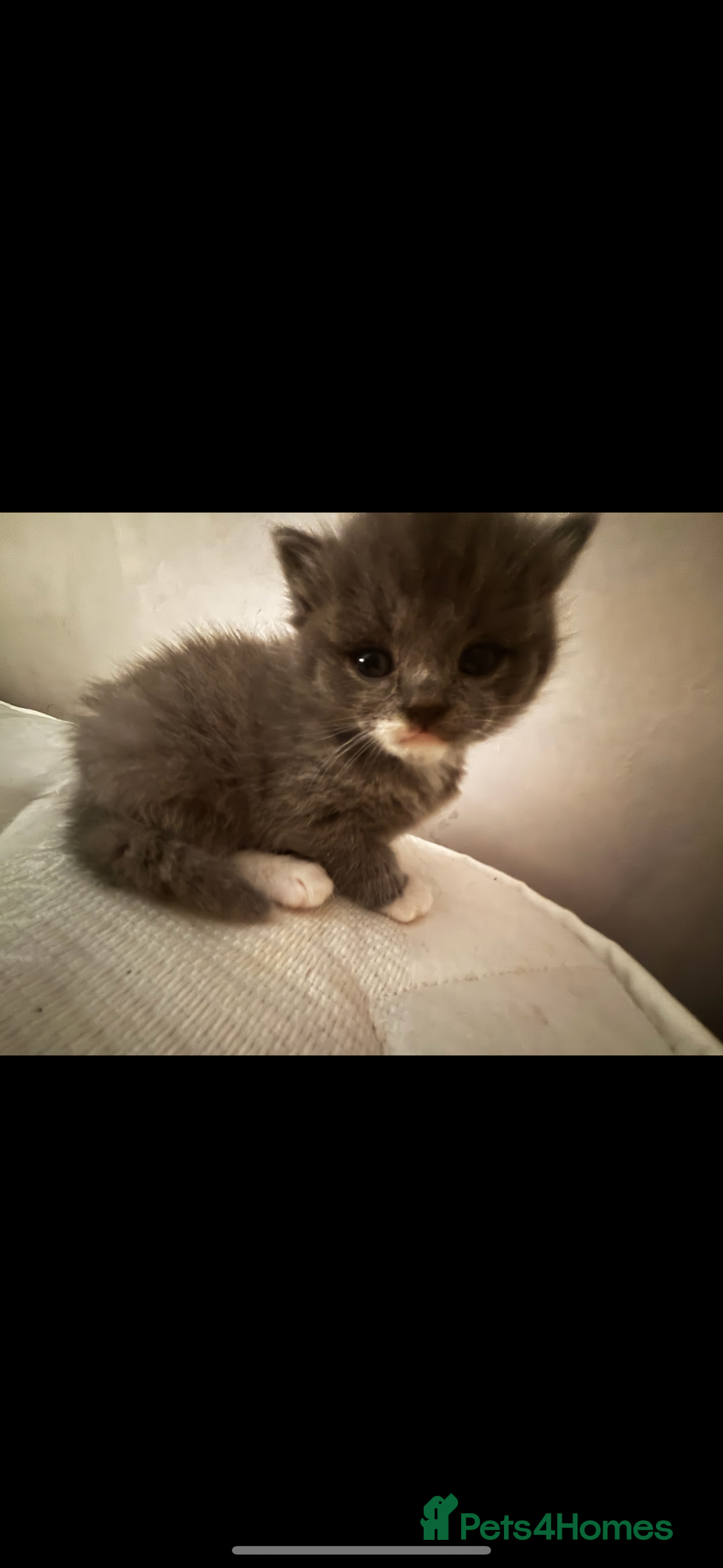 British Shorthair cats for sale: Adorable, male kitten, playful, loves cuddling - Image 1