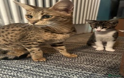 Savannah cats for sale: Savannah  - Image 10