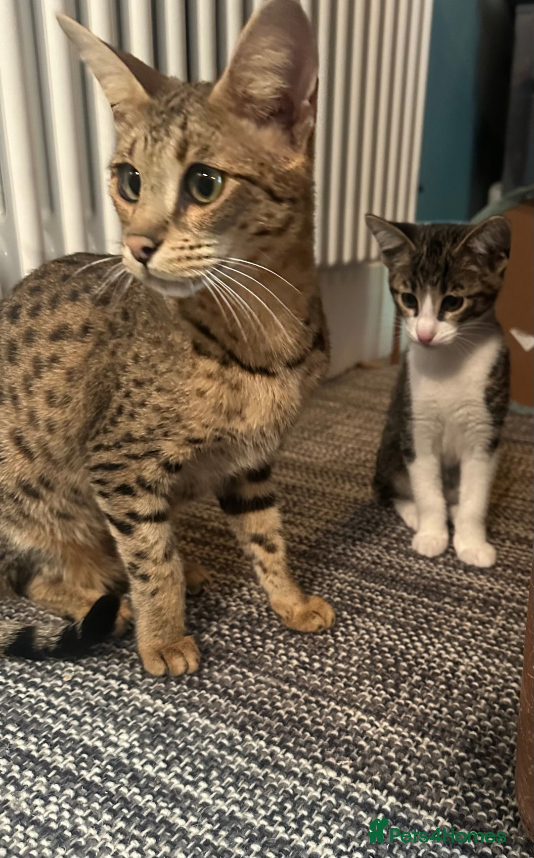 Savannah cats for sale: Savannah  - Image 10