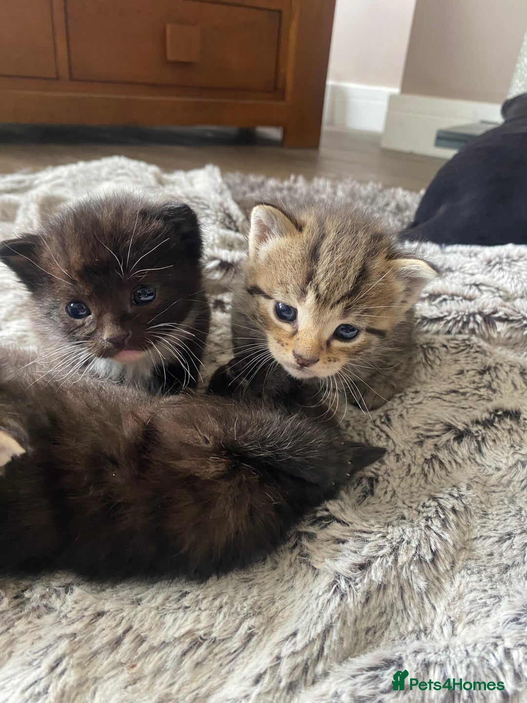 Bengal cats for sale: Mixed Stunning Bengals  - Image 8