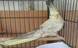 Cockatiels birds for sale: Cockatiels and Kakariki - Image 5