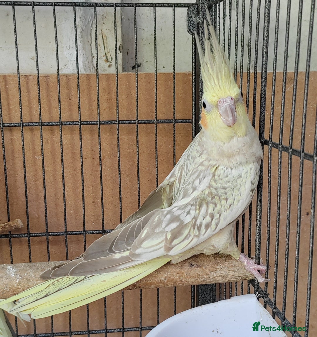 Cockatiels birds for sale: Cockatiels and Kakariki - Image 5