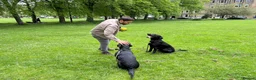 Labrador Retriever dogs for sale: Young KC Registered Labradors – Rehome Together in Edinburgh - Advert 8