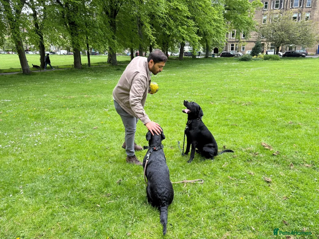 Labrador Retriever dogs for sale: Young KC Registered Labradors – Rehome Together in Edinburgh - Advert 8