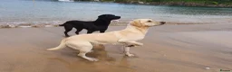 Springador dogs for sale: Fabulous Springador Puppies for Sale in Halesworth - Advert 10