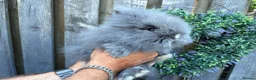 Lionhead rabbits for sale: Double mane lion lead bunny’s for sale  - Advert 3