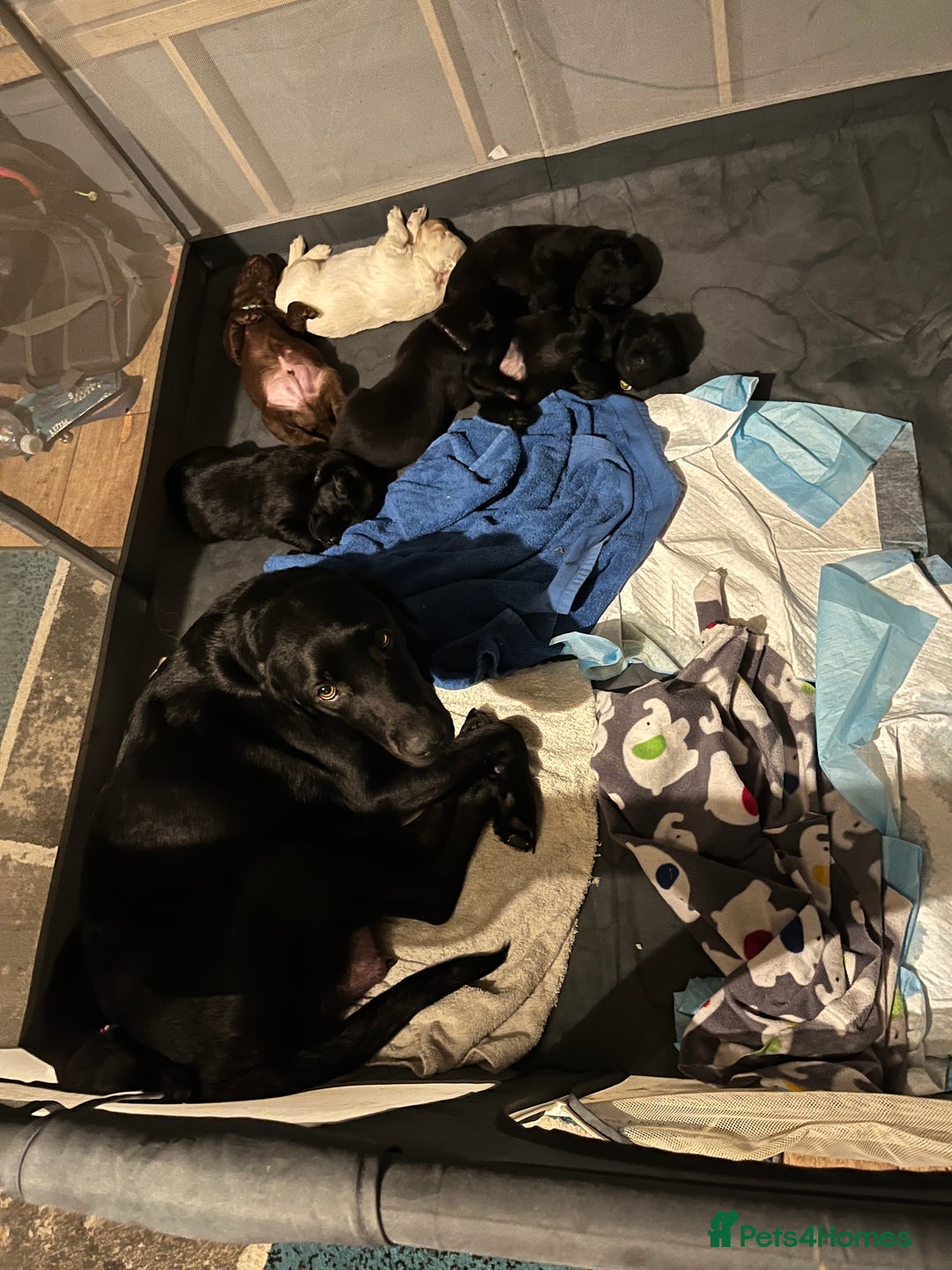 Labrador Retriever dogs for sale: Labrador puppies - Image 10