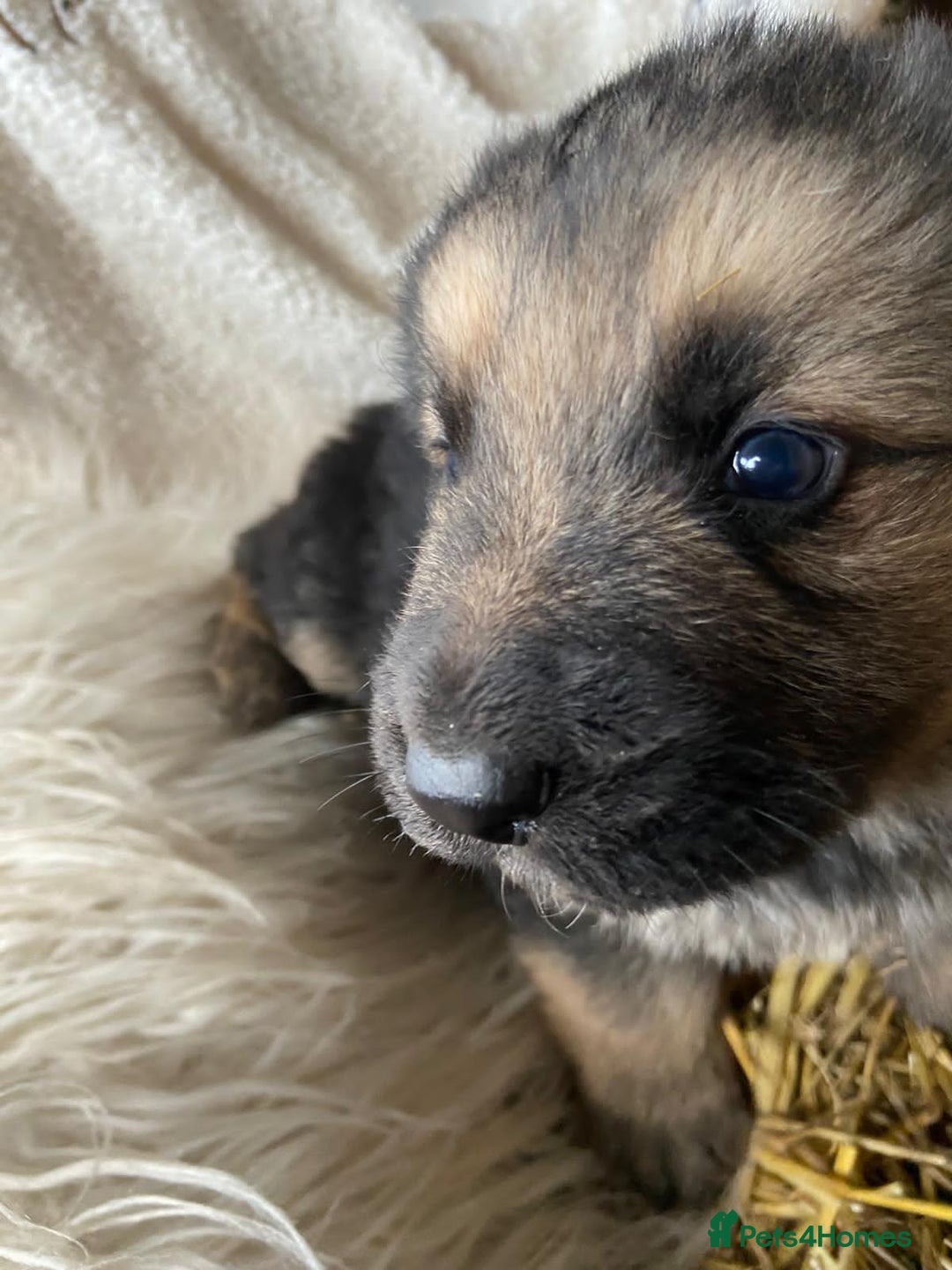 German Shepherd dogs for sale: German Shepherd Puppies - Advert 25