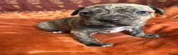 Staffordshire Bull Terrier dogs for sale: Staffordshire Bull Terrier Puppies🐾 - Advert 14
