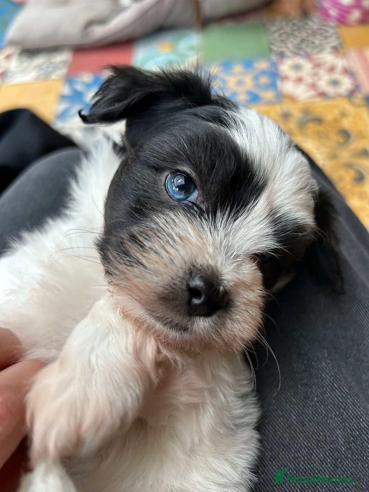 Mixed Breed dogs Chinese crested powder puff X Lhasa apso - Advert 17