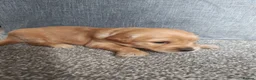 Golden Retriever dogs for sale: 2 Golden Retriever Puppies, red foxish colour   - Advert 17