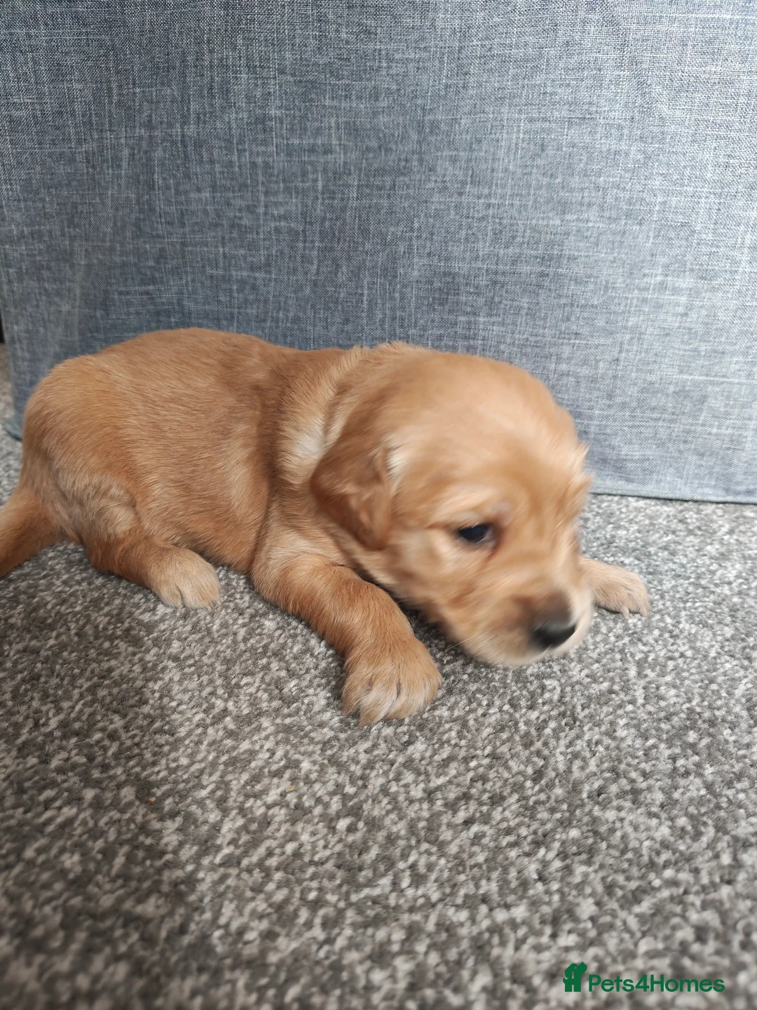 Golden Retriever dogs for sale: 2 Golden Retriever Puppies, red foxish colour   - Advert 17