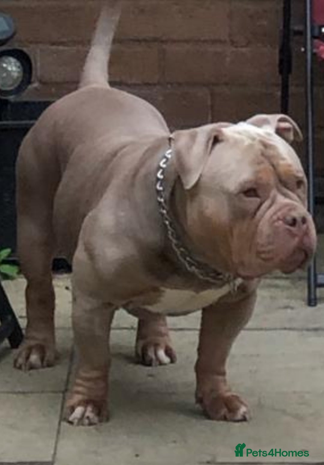 American Bully dogs for sale: Pocket bully puppies ready soon  - Image 16