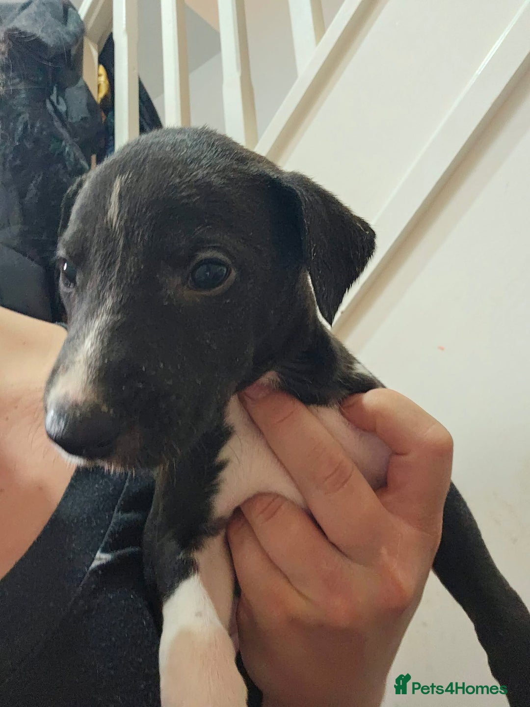 Lurcher dogs for sale: Lurcher puppies  - Advert 17