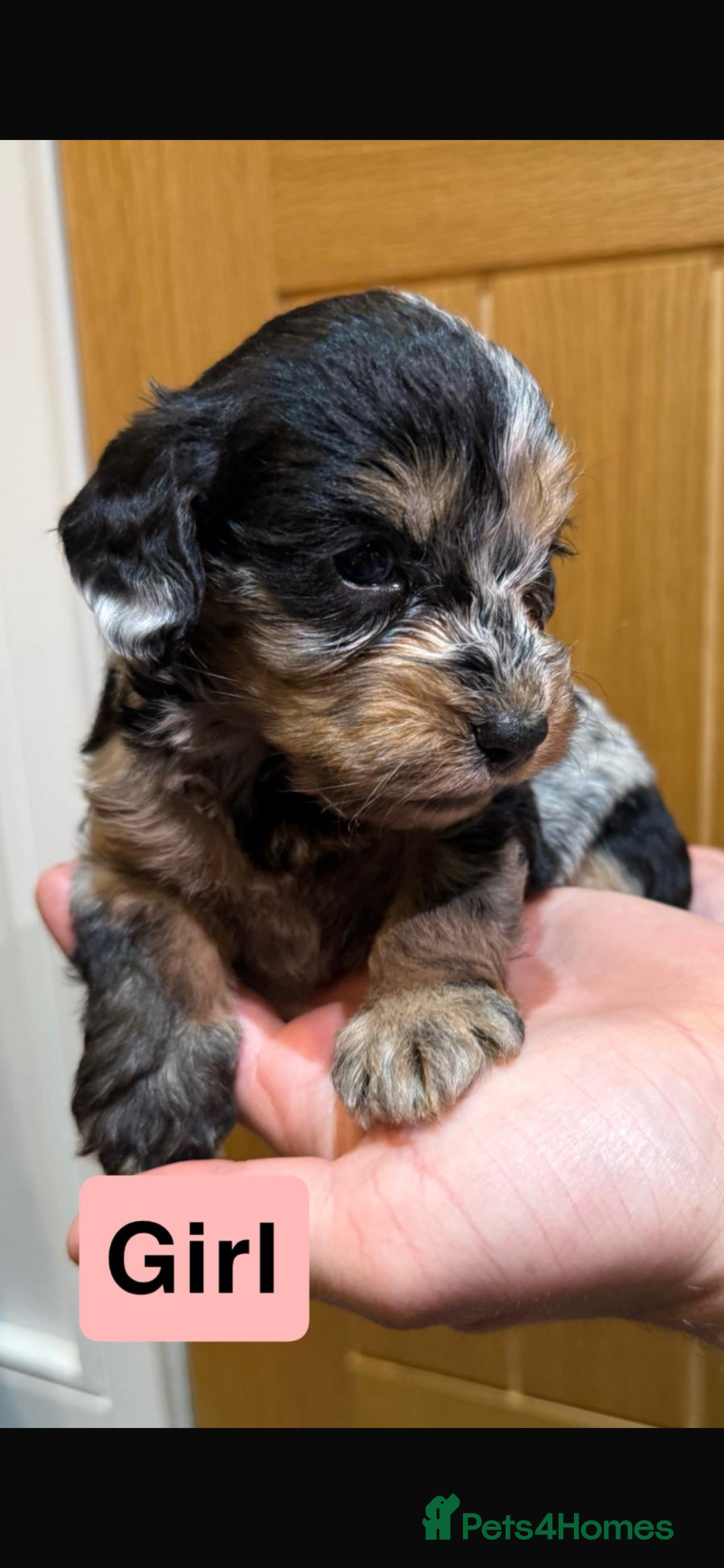 Cockapoo dogs F1  merle Cockerpoo - Advert 2