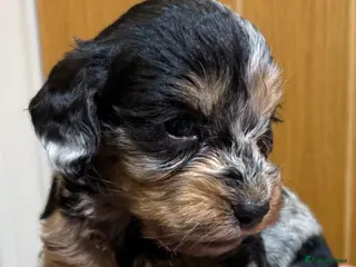 Cockapoo dogs F1 merle Cockerpoo - Advert 2