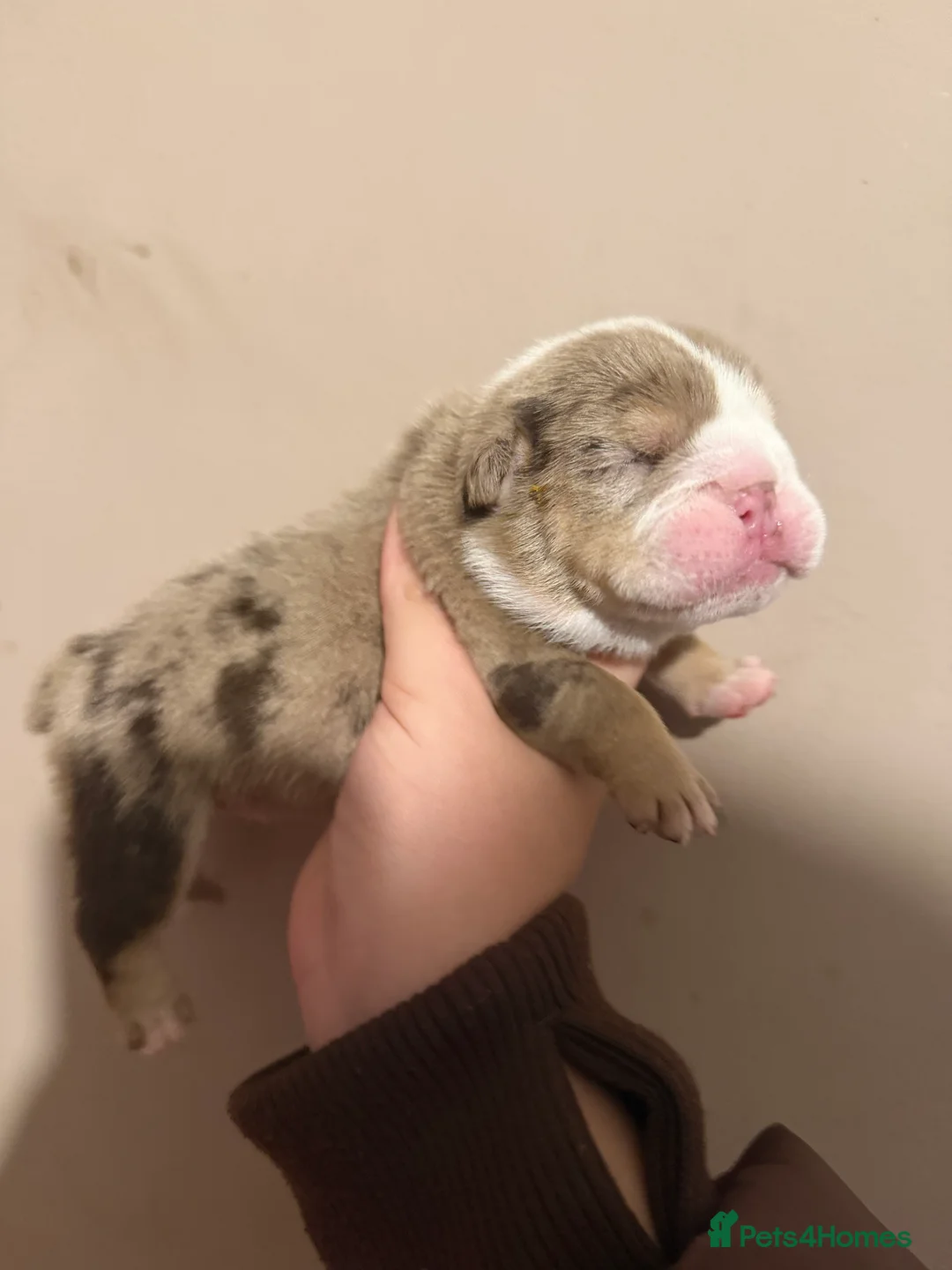English Bulldog dogs for sale: ENGLISH BULLDOG PUPs FOR SALE🖤 - Advert 6