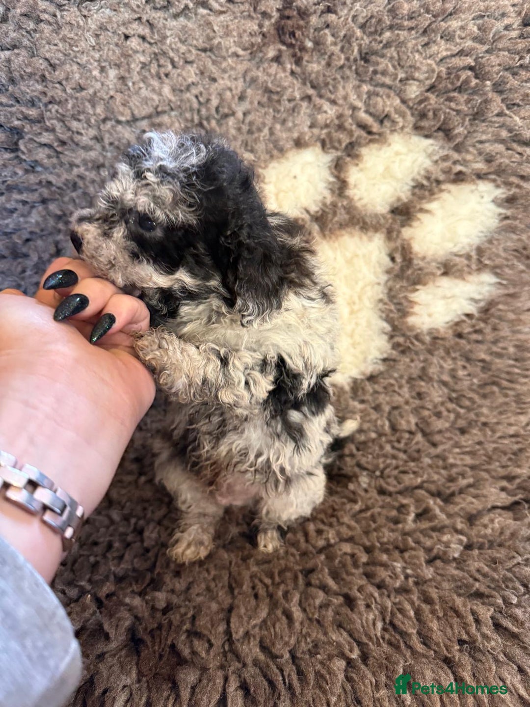 Toy Poodle dogs for sale: Exquisite Toy Poodle pups - Health tested parents - Advert 28