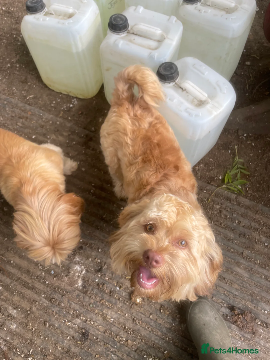 Shihpoo dogs for sale: Shihpoo - Advert 7