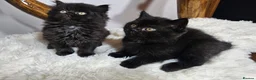 British Shorthair cats for sale: Tica British Shorthair & Longhair Champion Lines in Wigan - Advert 18