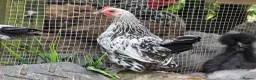 Chickens poultry for sale: Chicks looking for new homes  - Advert 1