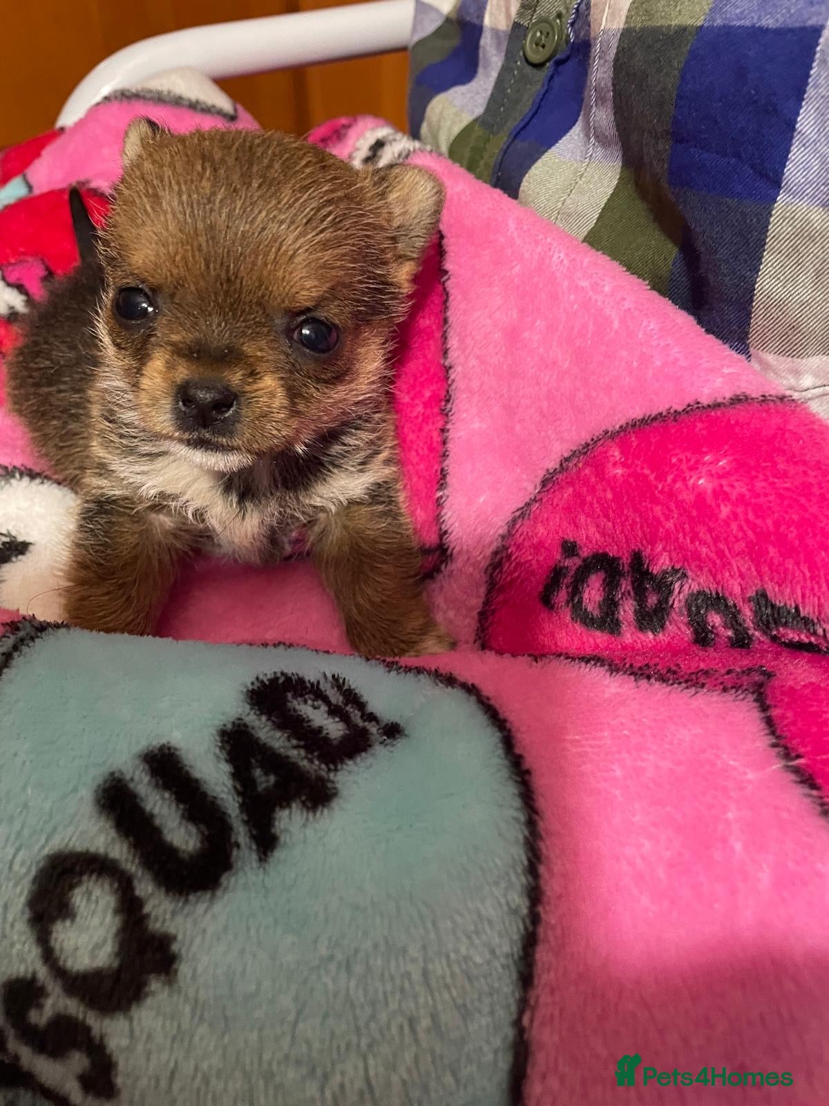 Yorkshire Terrier dogs Adorable Miniature Yorkshire Terrier “Girl” 5 wks - Advert 4