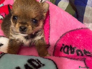 Yorkshire Terrier dogs Adorable Miniature Yorkshire Terrier “Girl” 5 wks - Advert 1